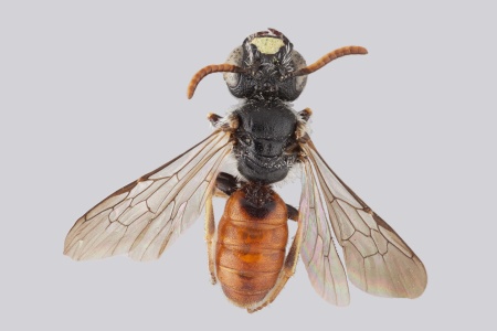 [Austropanurgus punctatus male (dorsal/above view) thumbnail]